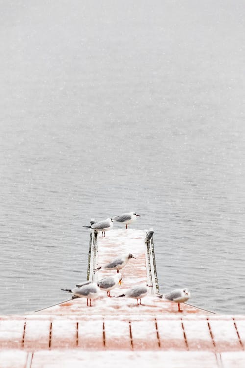 七只灰色的小鸟在布朗码头附近的水体 · 免费素材图片