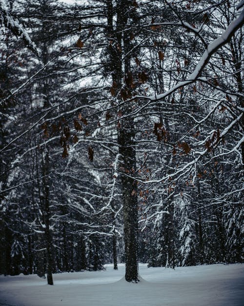 大雪覆盖的树木 · 免费素材图片