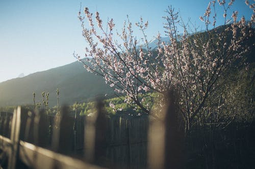 樱花盛开 · 免费素材图片