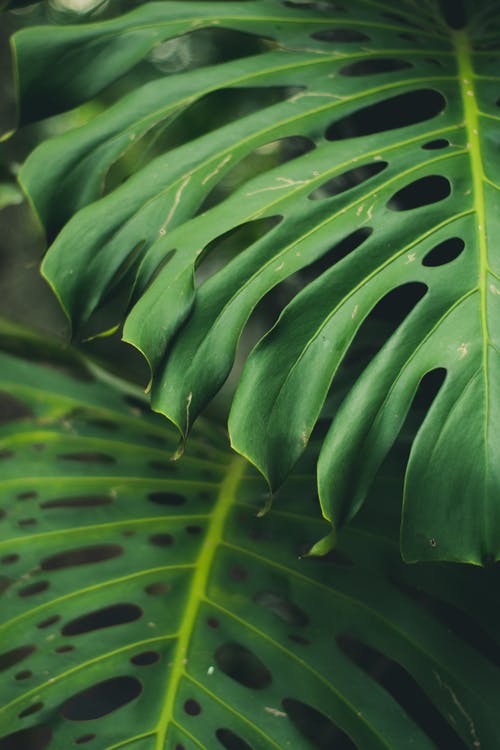 绿叶植物 · 免费素材图片