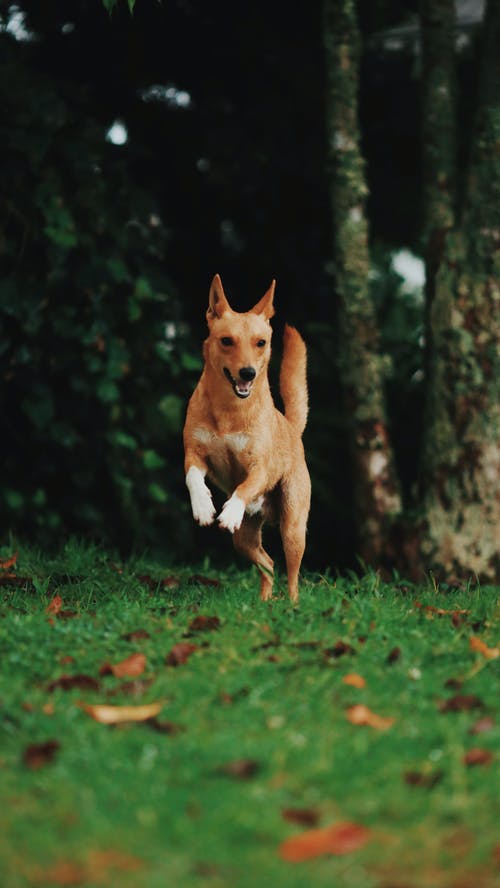棕色的狗在树附近跑步 · 免费素材图片
