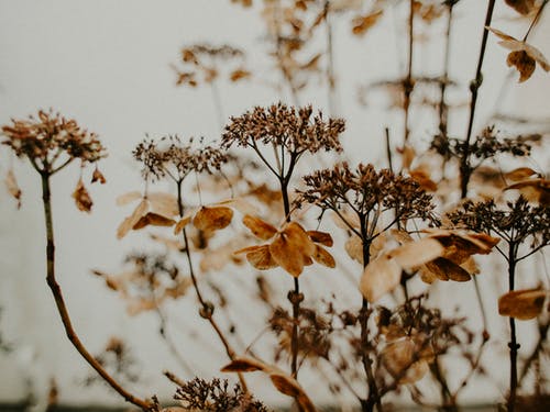 棕色植物和花朵 · 免费素材图片