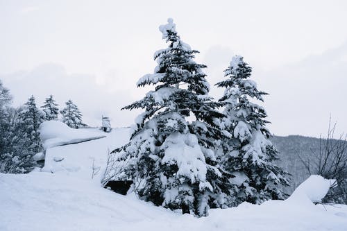 雪覆盖的松树 · 免费素材图片