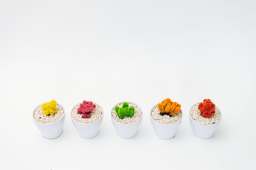 五种五彩的盆栽植物 · 免费素材图片