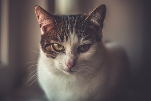 白色和棕色猫的浅焦点照片 · 免费素材图片