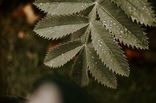 露水植物 · 免费素材图片