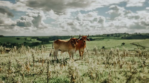两只棕色的母牛，在绿色的草地上 · 免费素材图片