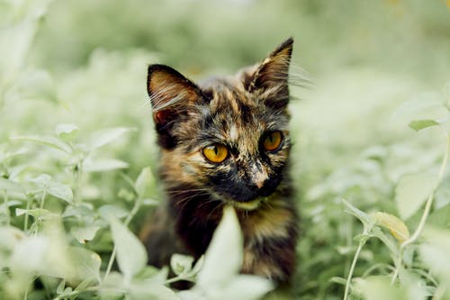 被植物包围的小猫的照片 · 免费素材图片