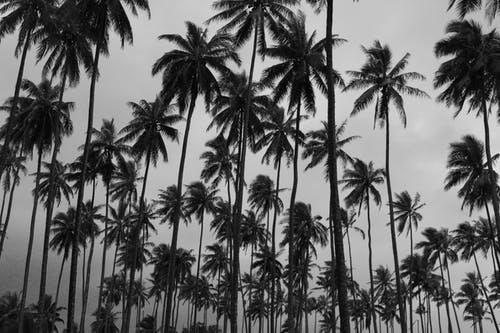椰子树在白色的天空下的剪影 · 免费素材图片