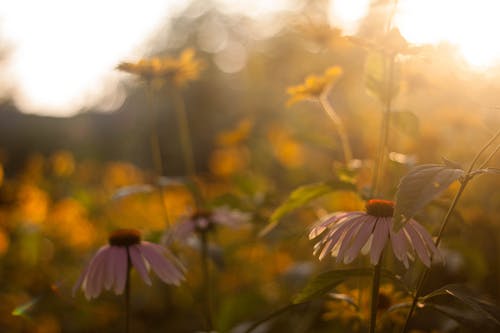 雏菊花 · 免费素材图片