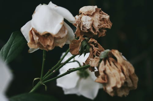 枯萎的花朵 · 免费素材图片