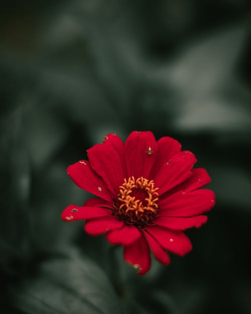 红色花的特写照片 · 免费素材图片