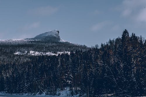 积雪覆盖的森林 · 免费素材图片