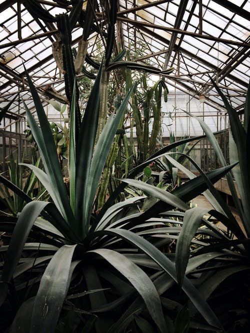 温室绿色植物的照片 · 免费素材图片