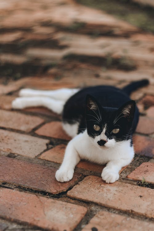 白色和黑色的猫 · 免费素材图片