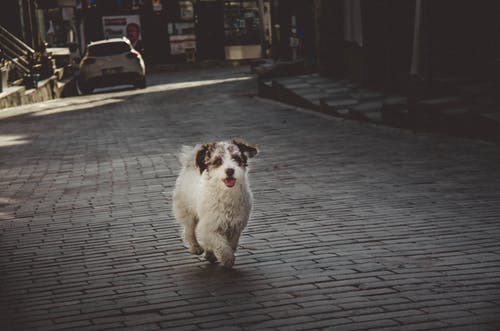 短毛白狗 · 免费素材图片