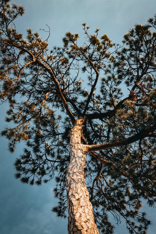 蓝蓝的天空下高大的树木的低角度摄影 · 免费素材图片