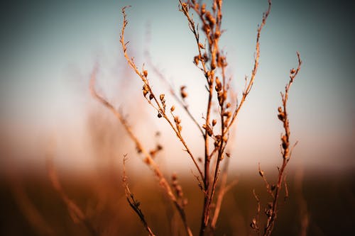 植物的选择性聚焦照片 · 免费素材图片