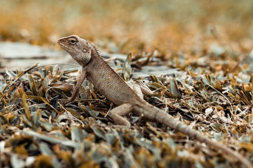 鬣蜥的选择性聚焦摄影 · 免费素材图片