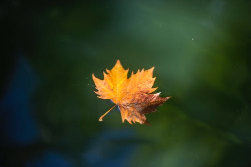 枫叶在水面上 · 免费素材图片