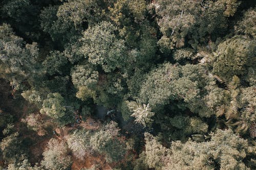 森林鸟瞰图 · 免费素材图片