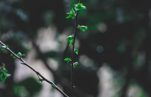 绿叶植物 · 免费素材图片