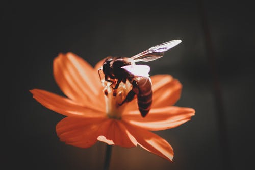 蜜蜂栖息的橙花 · 免费素材图片