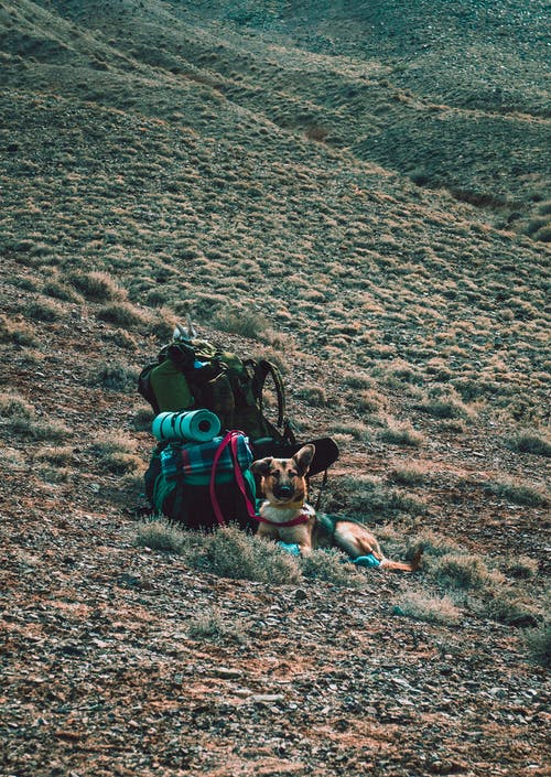 棕褐色的德国牧羊犬躺在背包旁边 · 免费素材图片