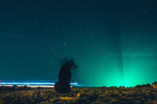 狗在夜间坐在蓝色星空下的地面上 · 免费素材图片