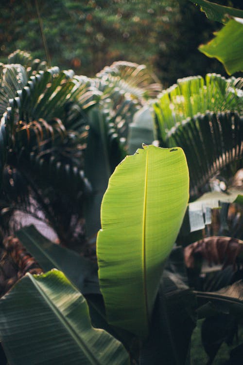 绿香蕉叶 · 免费素材图片