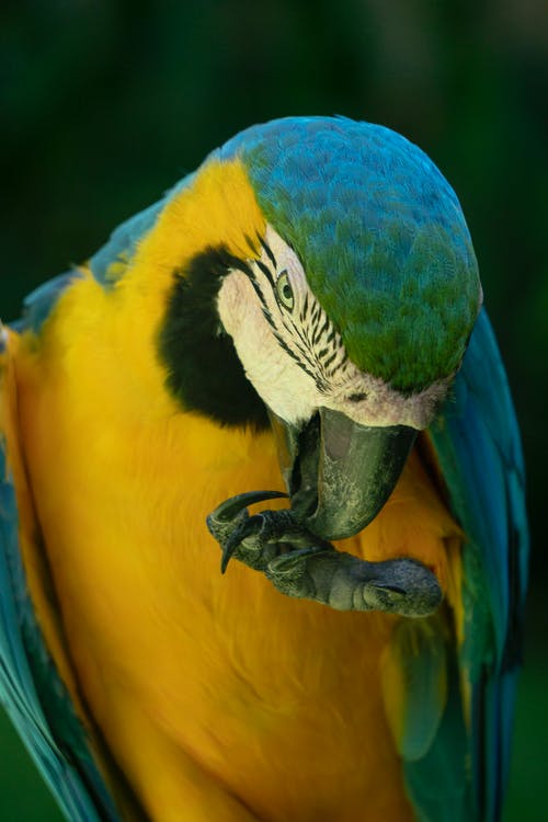 蓝黄色的金刚鹦鹉舔它的爪子 · 免费素材图片