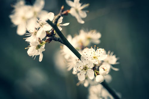 白花瓣 · 免费素材图片