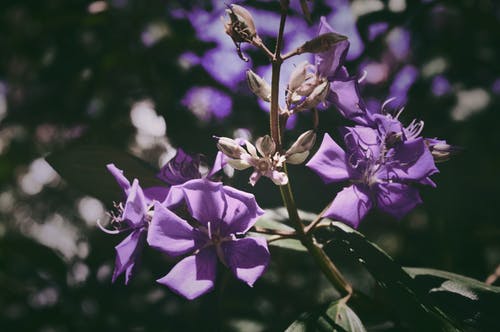 紫色花瓣花 · 免费素材图片