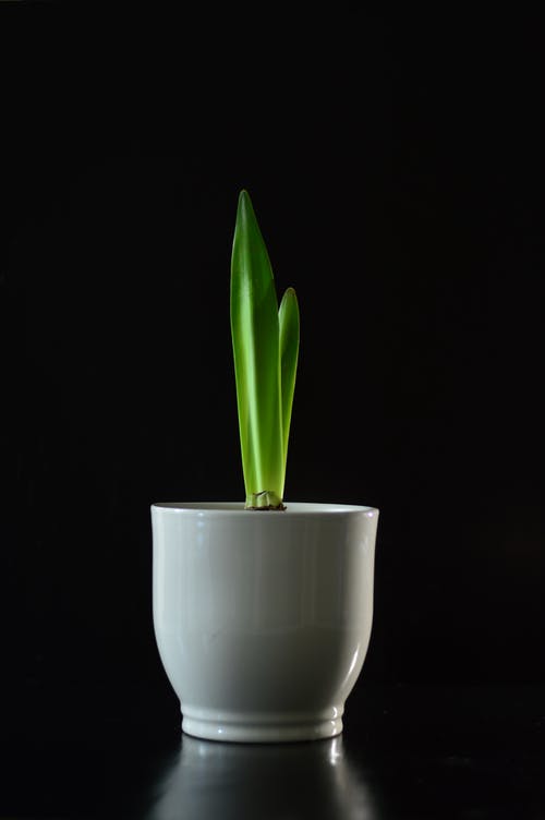 白色陶瓷花瓶上的绿色植物 · 免费素材图片