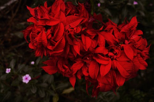 红色的花瓣花特写摄影 · 免费素材图片