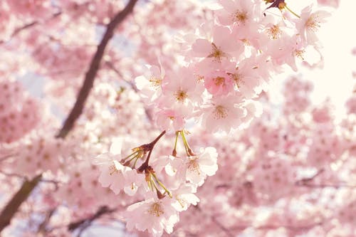 粉色樱花花的选择性聚焦摄影 · 免费素材图片