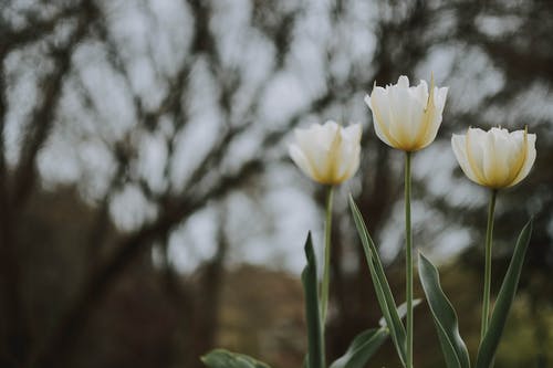 白色花瓣花 · 免费素材图片