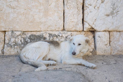 躺在混凝土地面上的短涂白狗 · 免费素材图片