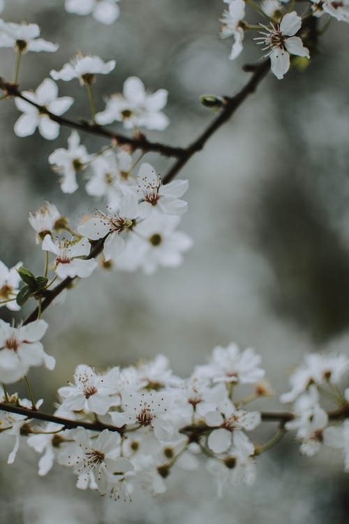 白色花瓣花 · 免费素材图片