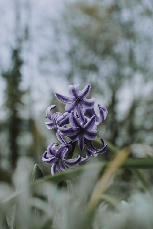 紫色花瓣花 · 免费素材图片