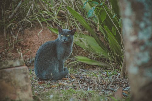 短毛灰猫照片 · 免费素材图片