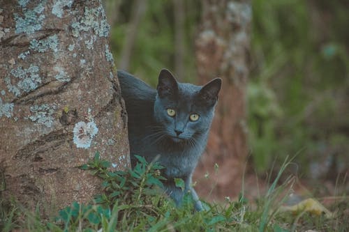 站在树后面的灰猫的照片 · 免费素材图片