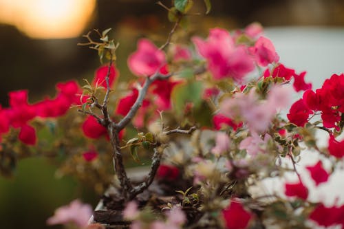 红色和粉红色的花朵 · 免费素材图片