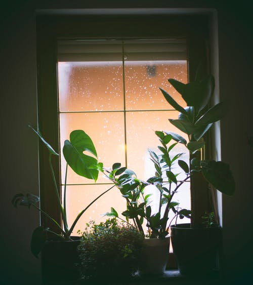 窗户附近的植物 · 免费素材图片