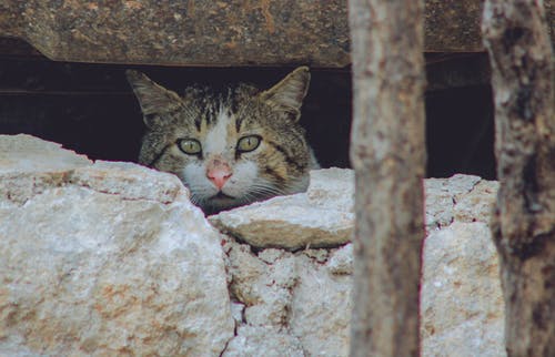 猫在岩石后面偷看 · 免费素材图片