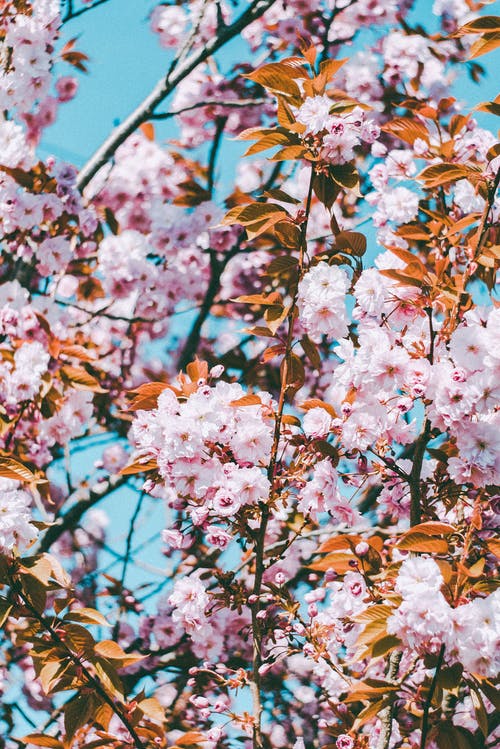 白天的粉红色花朵的照片 · 免费素材图片