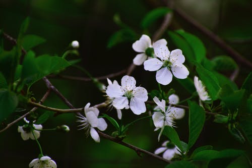 白色花瓣花 · 免费素材图片