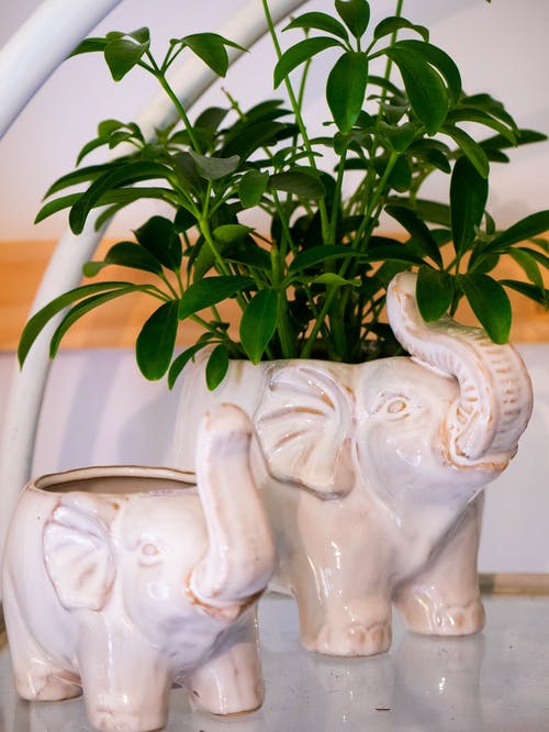 大象花盆上的绿色的叶子的植物 · 免费素材图片