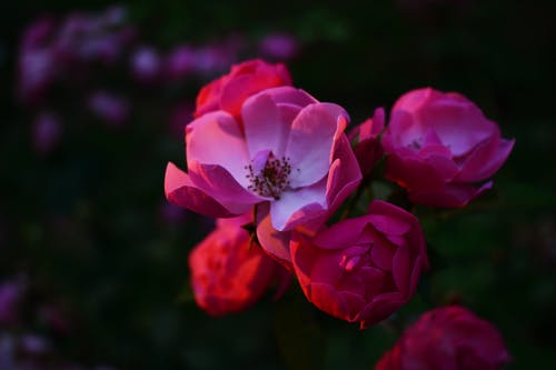 粉红色的花瓣花 · 免费素材图片