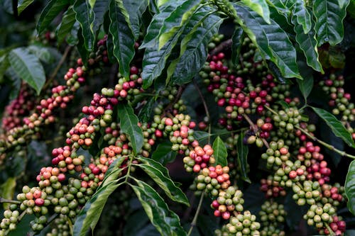 红色和绿色咖啡水果 · 免费素材图片